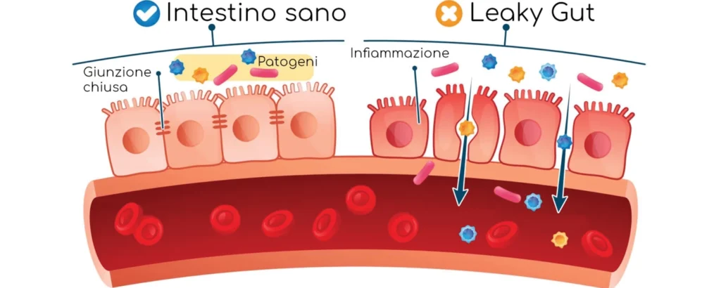 L’intestino alla base della salute